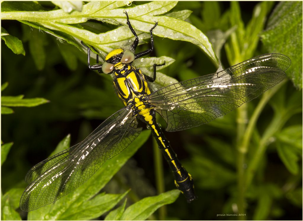 Gomphus vulgatissimus o pulchellus ?  Gomphus vulgatissimus